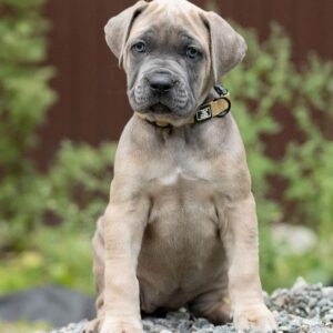 faint washed denim blue jeans