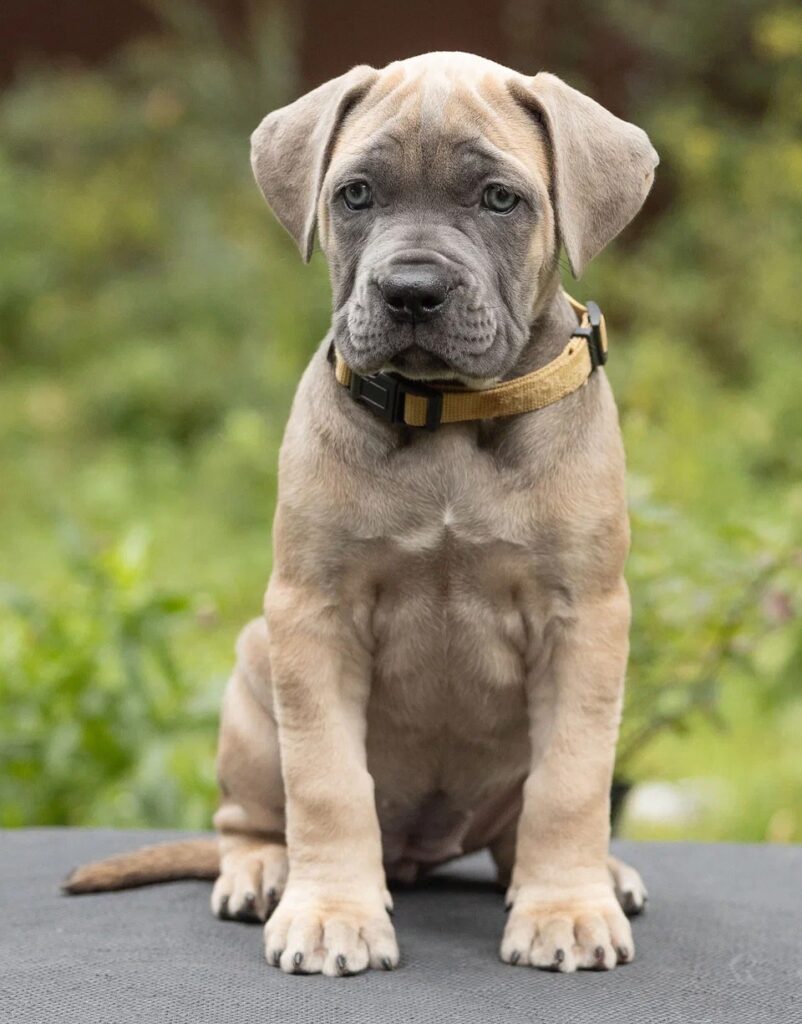 faint washed denim blue jeans