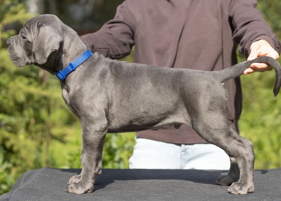 dark blue denim jeans