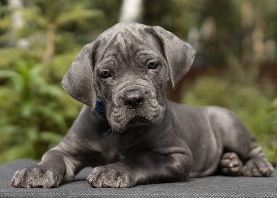 dark blue denim jeans