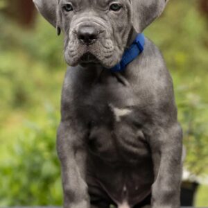 dark blue denim jeans