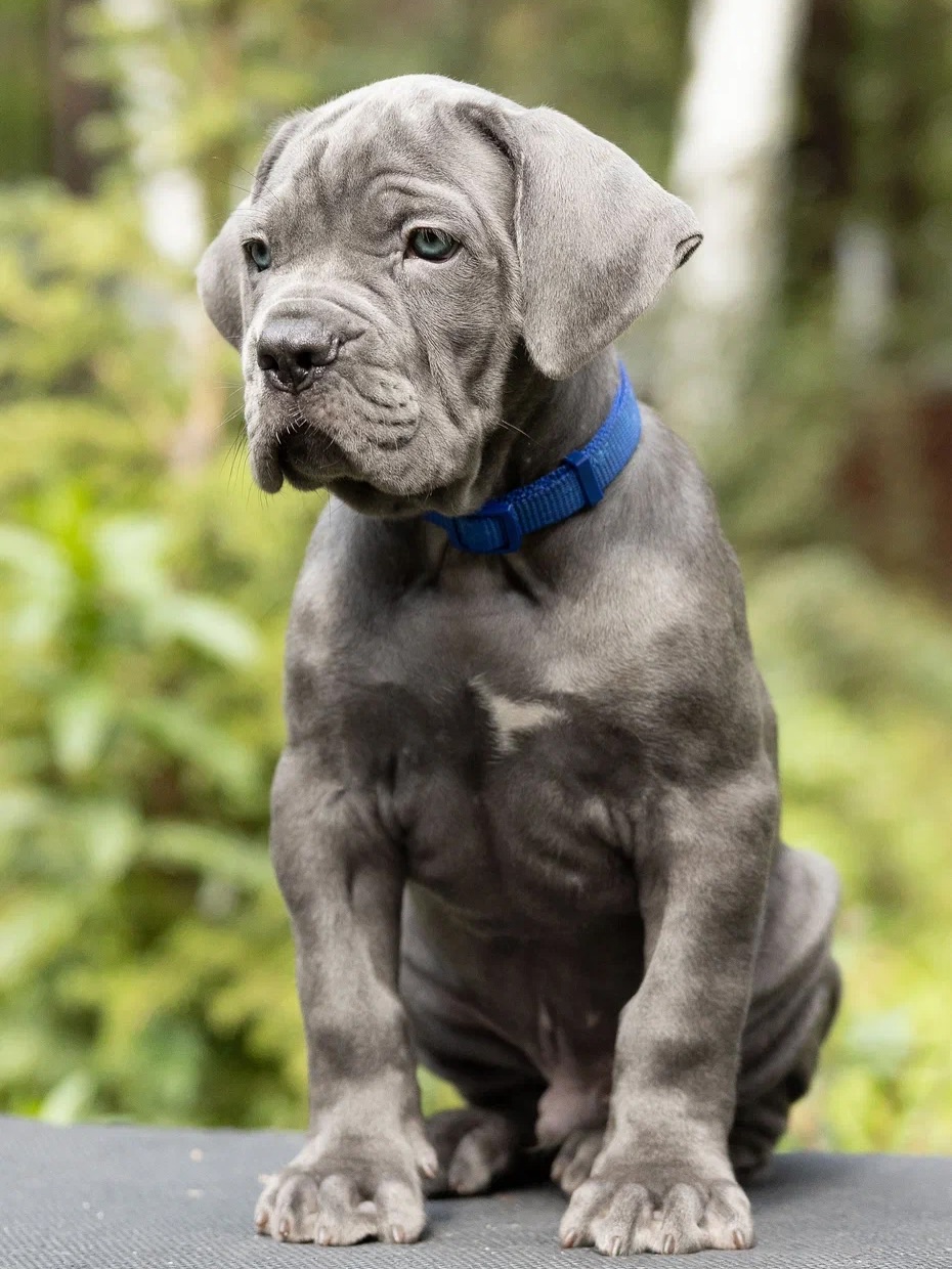 dark blue denim jeans