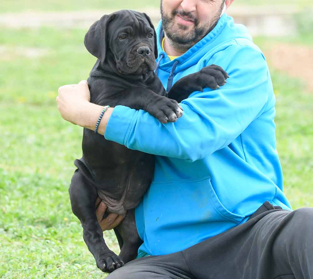 cane corso puppy in oregon and breeders of italian mastiff